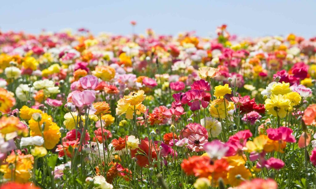 פרחים כשרים