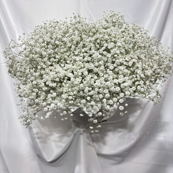 זר גבסניות לבן